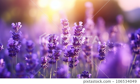 Sweet beautiful lavender flower field with bokeh background. 106534049