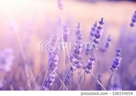 Sweet beautiful lavender flower field with bokeh background. Sweet beautiful lavender flower field with bokeh background. 106534054