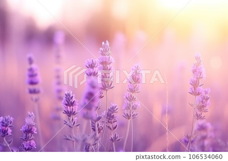 Sweet beautiful lavender flower field with bokeh background. Sweet beautiful lavender flower field with bokeh background. 106534060