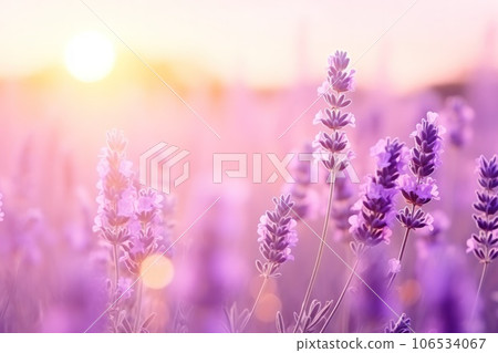 Sweet beautiful lavender flower field with bokeh background. 106534067