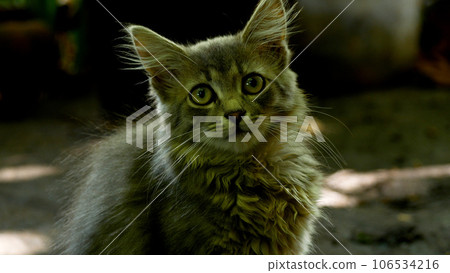 Cute dark gray kitten with fluffy hair in the yard looking carefully ahead Cute dark gray kitten with fluffy hair in the yard looking carefully ahead 106534216