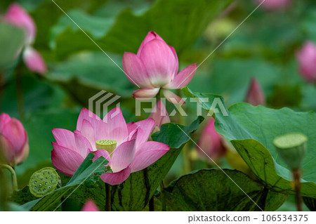 荷花 106534375