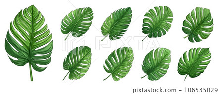 Green palm monstera leaves. Isolated leaf exotic, tropical palms foliage elements. Nature graphic, botanical organic cartoon vector collection 106535029
