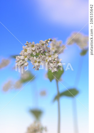 Close-up of buckwheat flowers 106535642