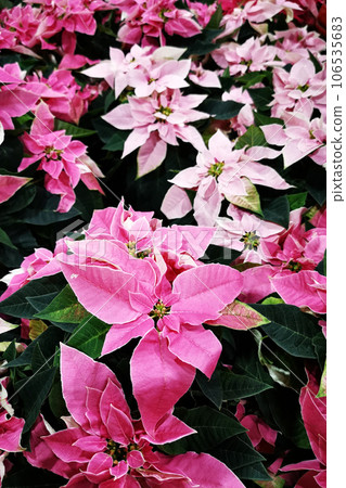 christmas star flowers 106535683