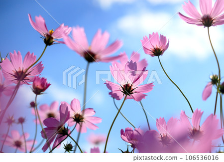 Cosmos -2 Cosmos -2 106536016