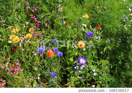 nice meadow flowers texture nice meadow flowers texture 106536017