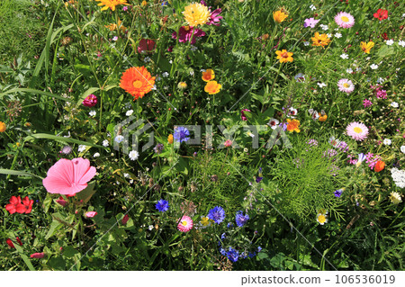 nice meadow flowers texture nice meadow flowers texture 106536019