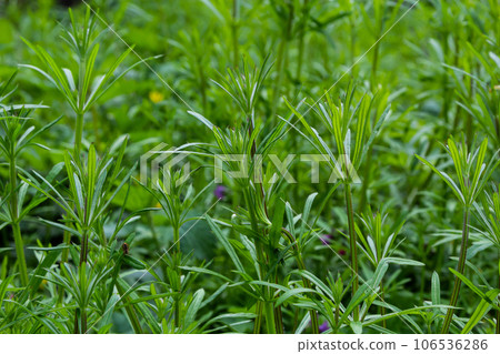 The Cleavers Galium aparine have been used in the traditional medicine for treatment of disorders of the diuretic, lymph systems and as a detoxifier The Cleavers Galium aparine have been used in the traditional medicine for treatment of disorders of the diuretic, lymph systems and as a detoxifier 106536286
