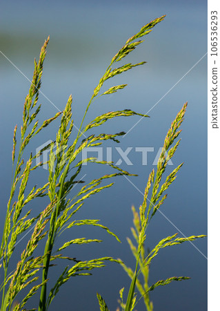 Meadow grass meadow with the tops of stele panicles. Poa pratensis green meadow european grass 106536293