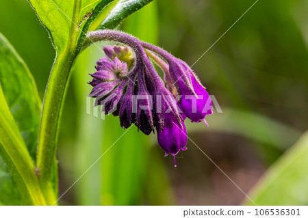 In the meadow, among wild herbs the comfrey Symphytum officinale is blooming 106536301