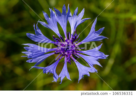 the blue cornflower centaurea cyanus is an edible plant 106536331