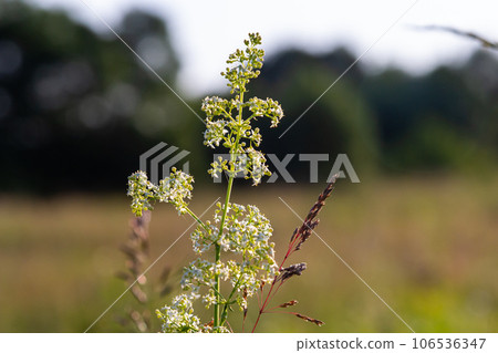 Beautiful blooming white bedstraw in June, galium album Beautiful blooming white bedstraw in June, galium album 106536347