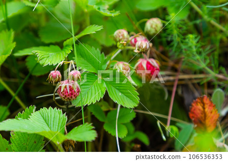 Sweet ripe berries of creamy strawberry, Fragaria viridis in golden evening light in Estonian nature Sweet ripe berries of creamy strawberry, Fragaria viridis in golden evening light in Estonian nature 106536353