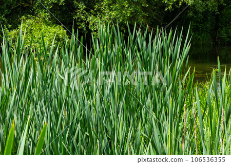 typha wildplant at pond, Sunny summer day. Typha angustifolia or cattail 106536355