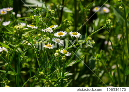 Erigeron annuus known as annual fleabane, daisy fleabane, or eastern daisy fleabane Erigeron annuus known as annual fleabane, daisy fleabane, or eastern daisy fleabane 106536370