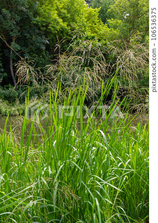 Glyceria maxima, commonly known as great manna grass, reed mannagrass, reed sweet-grass, and greater sweet-grass is rhizomatous perennial grasses in mannagrass genus native to Europe 106536375