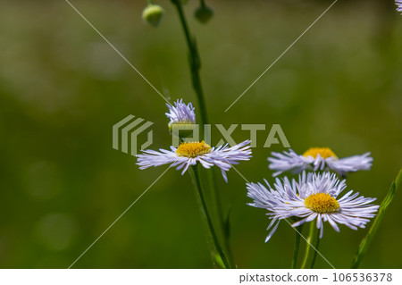 Erigeron annuus known as annual fleabane, daisy fleabane, or eastern daisy fleabane Erigeron annuus known as annual fleabane, daisy fleabane, or eastern daisy fleabane 106536378