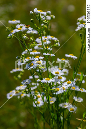 Erigeron annuus known as annual fleabane, daisy fleabane, or eastern daisy fleabane 106536382