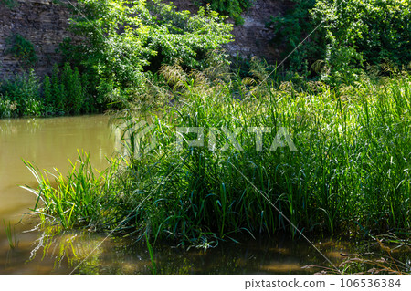 Glyceria maxima, commonly known as great manna grass, reed mannagrass, reed sweet-grass, and greater sweet-grass is rhizomatous perennial grasses in mannagrass genus native to Europe Glyceria maxima, commonly known as great manna grass, reed mannagrass, reed sweet-grass, and greater sweet-grass is rhizomatous perennial grasses in mannagrass genus native to Europe 106536384
