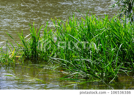 Glyceria maxima, commonly known as great manna grass, reed mannagrass, reed sweet-grass, and greater sweet-grass is rhizomatous perennial grasses in mannagrass genus native to Europe Glyceria maxima, commonly known as great manna grass, reed mannagrass, reed sweet-grass, and greater sweet-grass is rhizomatous perennial grasses in mannagrass genus native to Europe 106536386