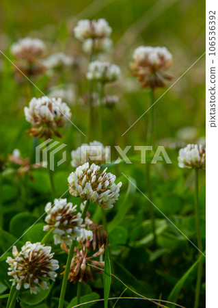 Trifolium repens, white clover herbaceous perennial plant 106536392