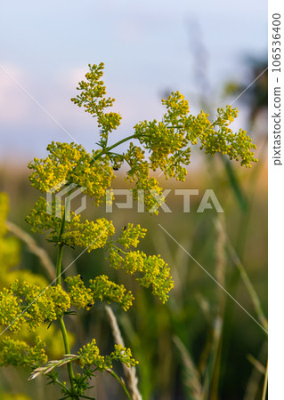 Galium verum, lady's bedstraw or yellow bedstraw low scrambling plant, leaves broad, shiny dark green, hairy underneath, flowers yellow and produced in dense clusters 106536400