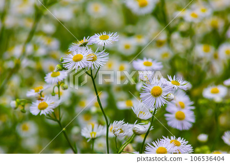 Erigeron annuus known as annual fleabane, daisy fleabane, or eastern daisy fleabane Erigeron annuus known as annual fleabane, daisy fleabane, or eastern daisy fleabane 106536404