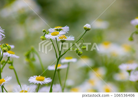 Erigeron annuus known as annual fleabane, daisy fleabane, or eastern daisy fleabane Erigeron annuus known as annual fleabane, daisy fleabane, or eastern daisy fleabane 106536406