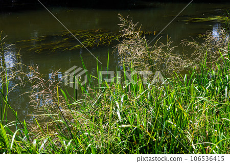 Glyceria maxima, commonly known as great manna grass, reed mannagrass, reed sweet-grass, and greater sweet-grass is rhizomatous perennial grasses in mannagrass genus native to Europe 106536415