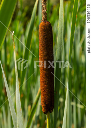 typha wildplant at pond, Sunny summer day. Typha angustifolia or cattail typha wildplant at pond, Sunny summer day. Typha angustifolia or cattail 106536416