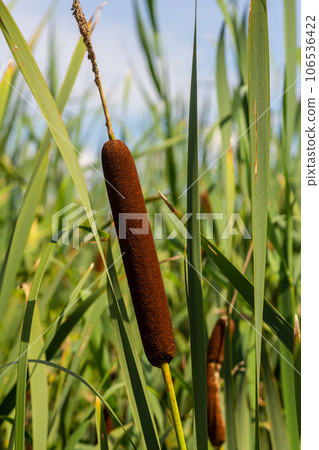 typha wildplant at pond, Sunny summer day. Typha angustifolia or cattail typha wildplant at pond, Sunny summer day. Typha angustifolia or cattail 106536422