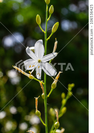 Fragile white and yellow flowers of Anthericum ramosum, star-shaped, growing in a meadow in the wild, blurred green background, warm colors, bright and sunny summer day 106536425