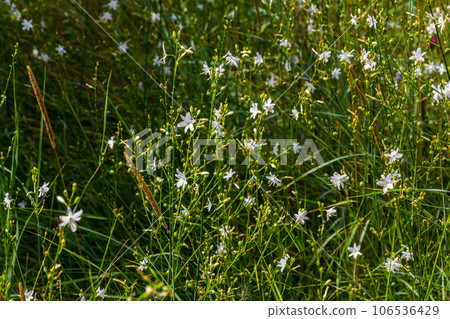 Fragile white and yellow flowers of Anthericum ramosum, star-shaped, growing in a meadow in the wild, blurred green background, warm colors, bright and sunny summer day 106536429