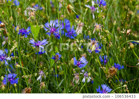 the blue cornflower centaurea cyanus is an edible plant the blue cornflower centaurea cyanus is an edible plant 106536433