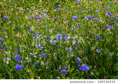 the blue cornflower centaurea cyanus is an edible plant the blue cornflower centaurea cyanus is an edible plant 106536434