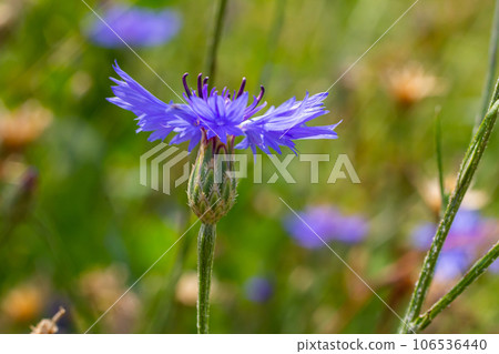 the blue cornflower centaurea cyanus is an edible plant 106536440