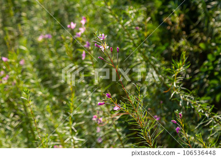Pink Flowering Chamerion Dodonaei Alpine Willowherb Plant Pink Flowering Chamerion Dodonaei Alpine Willowherb Plant 106536448