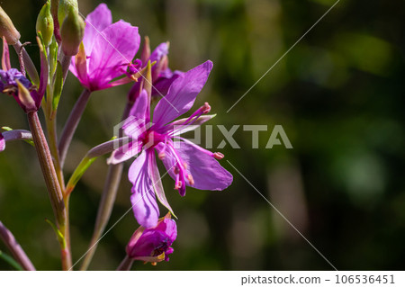 Pink Flowering Chamerion Dodonaei Alpine Willowherb Plant Pink Flowering Chamerion Dodonaei Alpine Willowherb Plant 106536451
