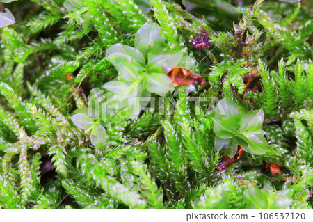 green moss texture 106537120