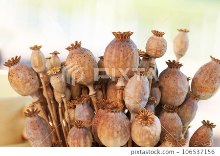 dried poppy heads 106537156