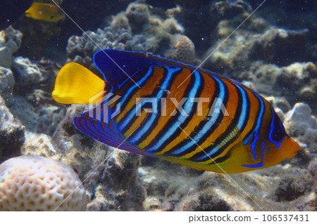 Regal angelfish (Pygoplites diacanthus) in the coral reef 106537431