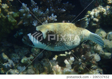 The masked puffer, Arothron diadematus fish 106537432