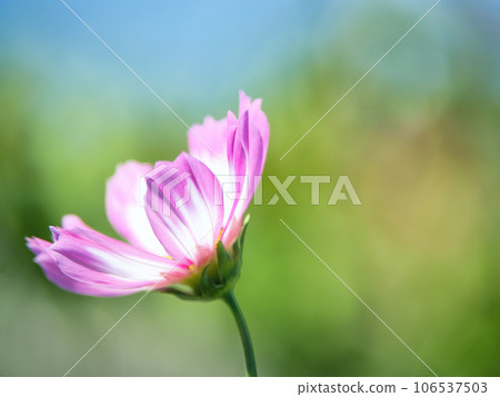 Cosmos and copy space 106537503