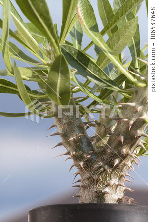 pachypodium densiflorum 106537648