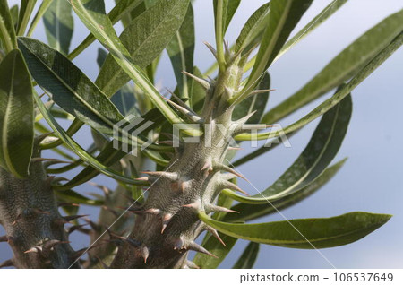 pachypodium densiflorum pachypodium densiflorum 106537649