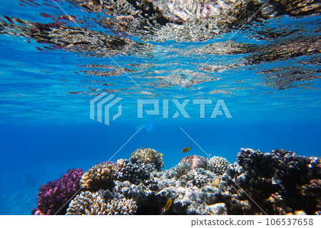 coral reef in Egypt, Makadi Bay 106537658