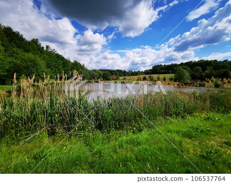 small lake in the forest 106537764