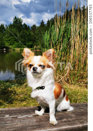 chihuahua is resting 106537765