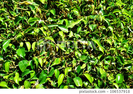 ficus benjamina texture 106537918